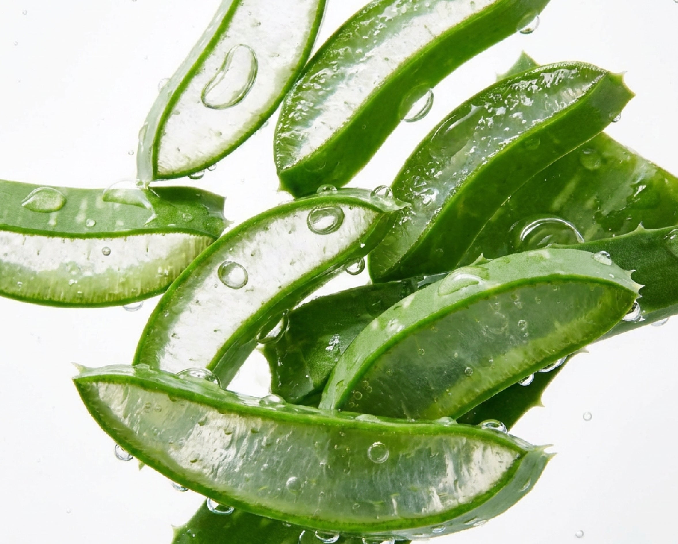  Aloe Vera