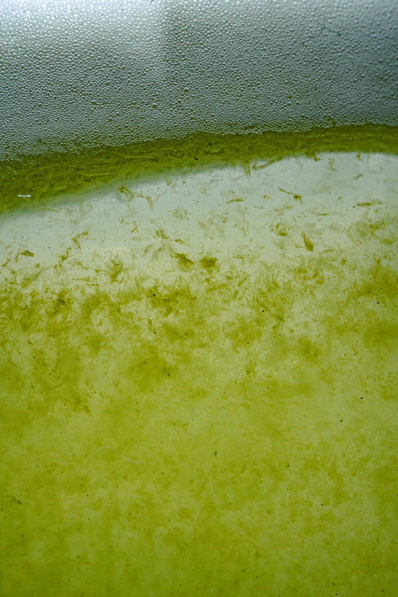 CARCIOFO E SALICILICO