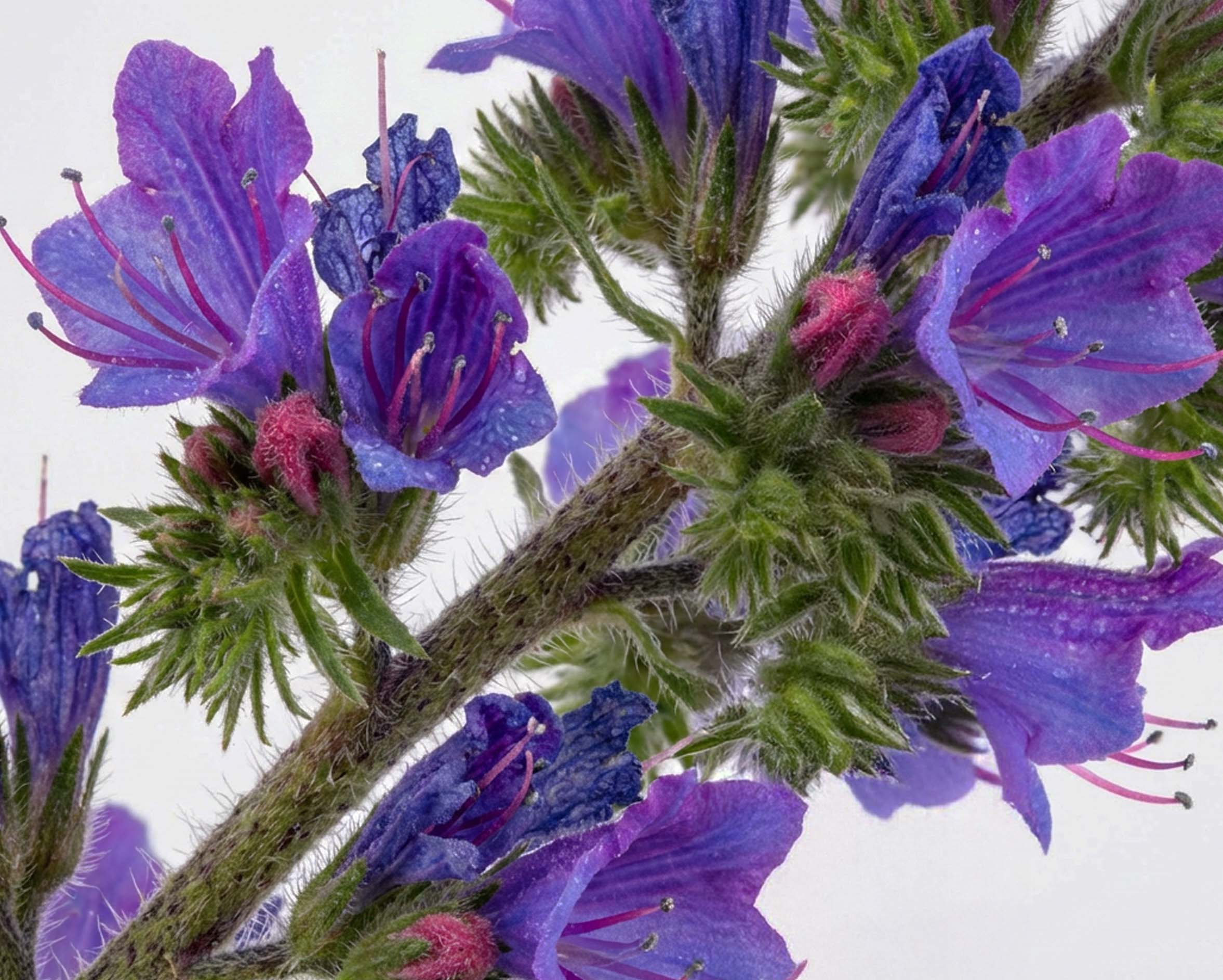 Echium Plantagineum