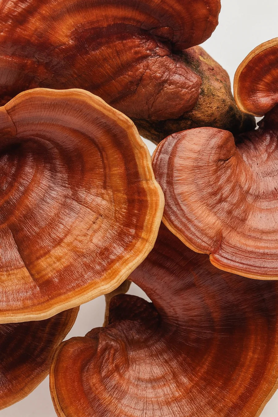 Fungo Reishi