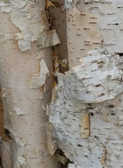 Linfabet Embrocation - Olio Essenziale di Corteccia di Betulla