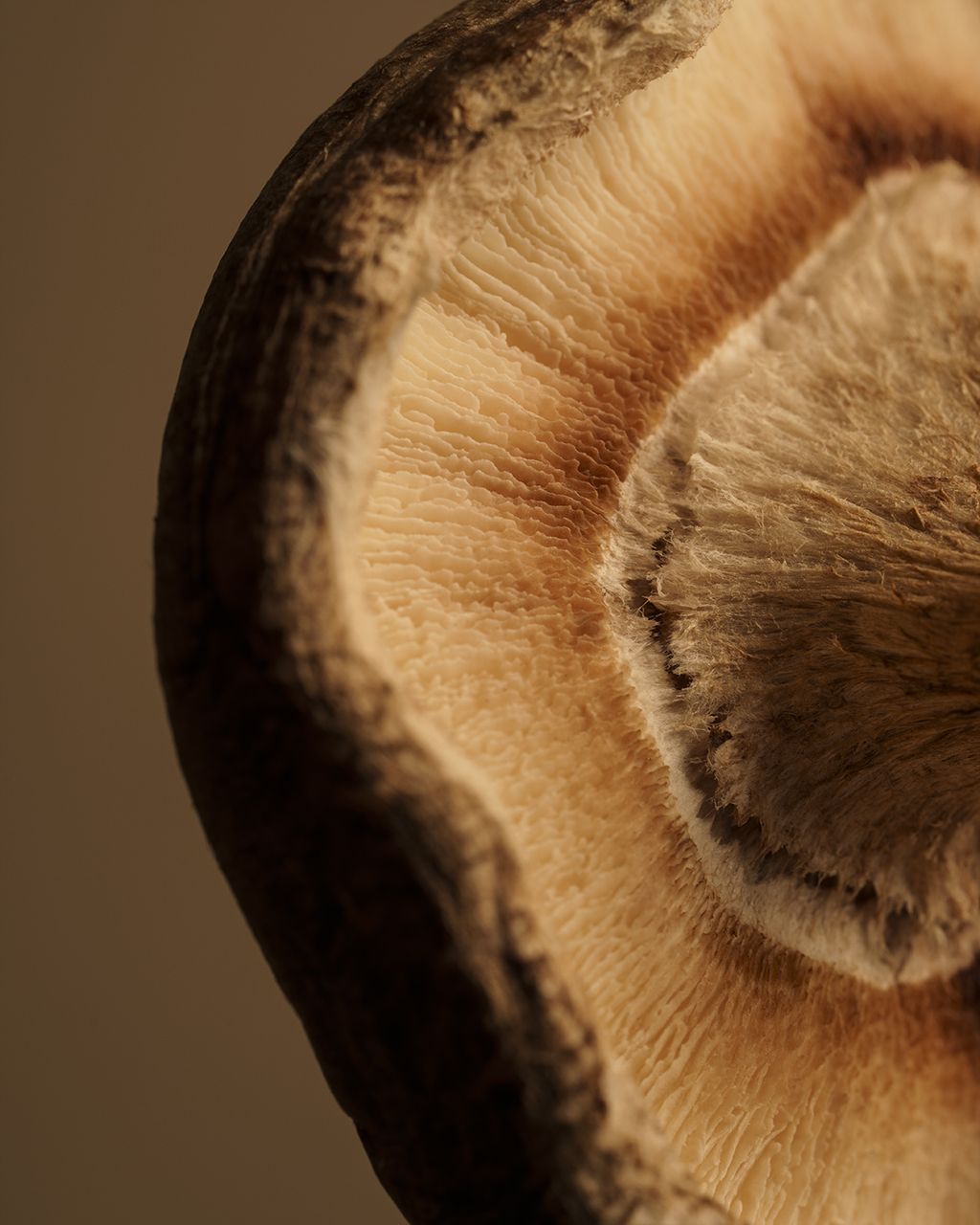 Estratto di corteccia di Karité