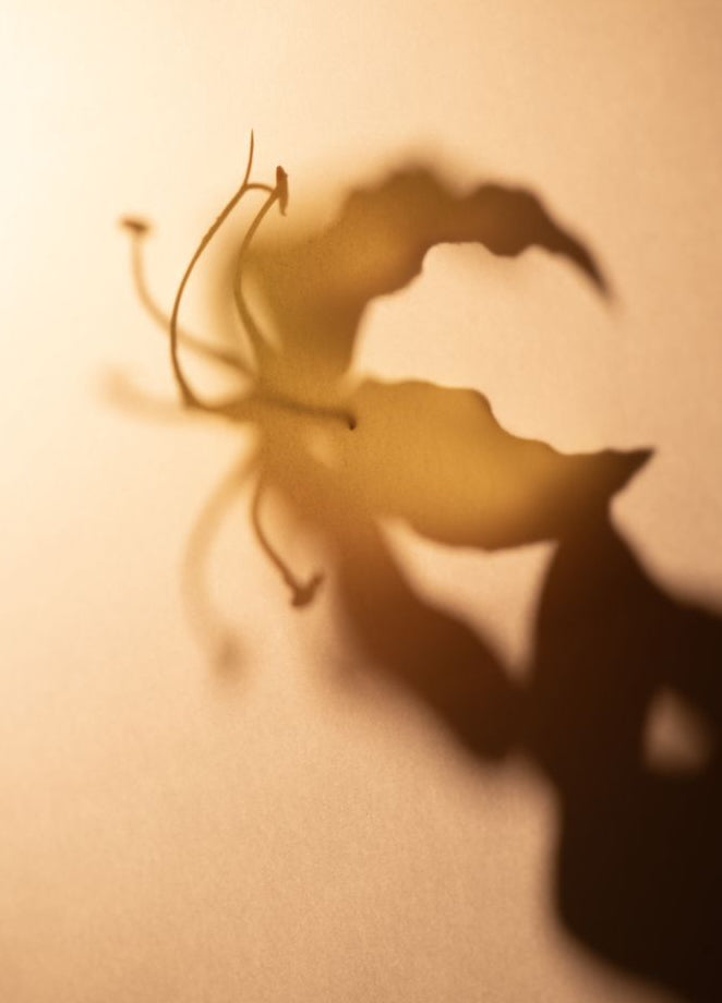 Distensor - Olio Essenziale di Ylang-Ylang